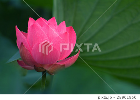 花 フラワー お花 28901950