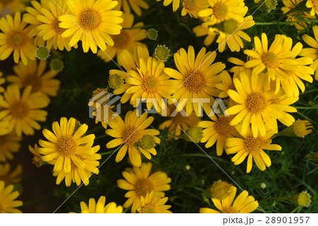 花 フラワー お花 28901957