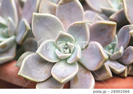 初霜 ベンケイソウ科 ベンケイソウ 28902066