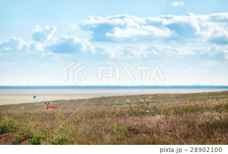 Small chihuahua dog enjoying golden sunset in 28902100