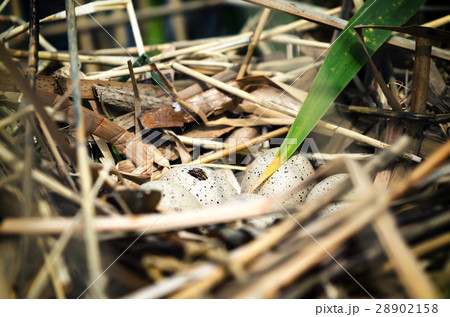 Bird nest made on water among reeds with almost Bird nest made on water among reeds with almost 28902158