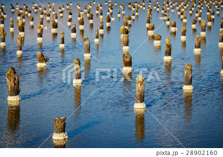 Wooden poles reflecting in water, Baskunchak salt Wooden poles reflecting in water, Baskunchak salt 28902160