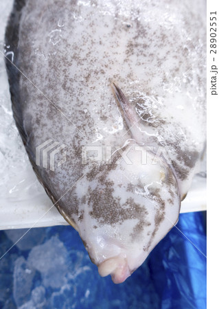 宮城県女川産ナメタカレイ食材王国宮城fresh 宮城県女川産ナメタカレイ食材王国宮城fresh 28902551