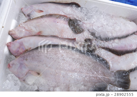 宮城県女川産ナメタカレイ食材王国宮城fresh 宮城県女川産ナメタカレイ食材王国宮城fresh 28902555