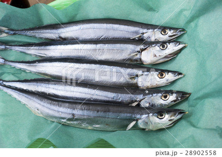宮城県女川産の鰯イワシOnagawa sardine食材王国宮城fresh 宮城県女川産の鰯イワシOnagawa sardine食材王国宮城fresh 28902558