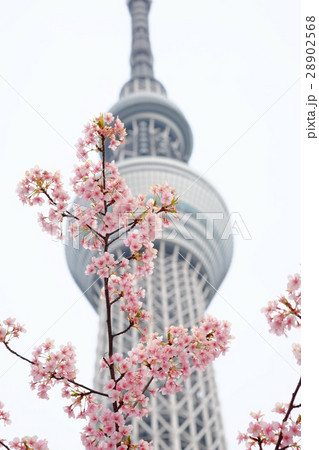 スカイツリー 早咲桜 スカイツリー 早咲桜 28902568