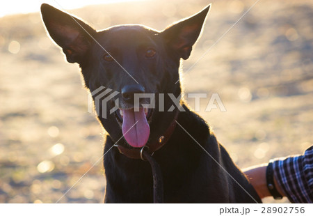 Wet dog standing at the beach 28902756