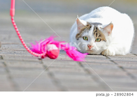 猫 野生 おもちゃ 狙う 伏せ 28902804