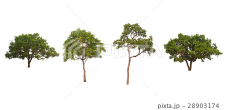 Trees Collection 28903174