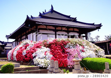 法雲寺（大阪府　堺市）に咲くツツジの花 28903420