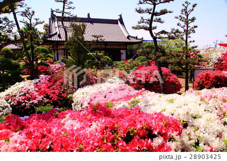 法雲寺（大阪府　堺市）に咲くツツジの花 28903425