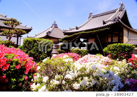 法雲寺(大阪府 堺市)に咲くツツジの花 法雲寺(大阪府 堺市)に咲くツツジの花 28903427