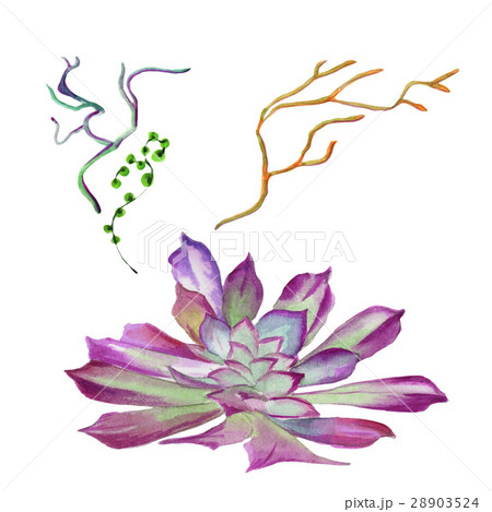 Wildflower succulentus flower in a watercolor 28903524