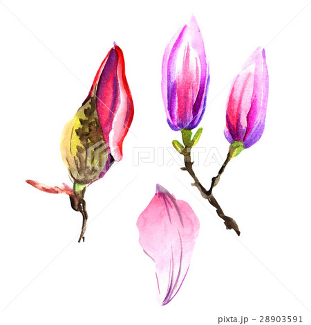 Wildflower magnolia flower in a watercolor style 28903591