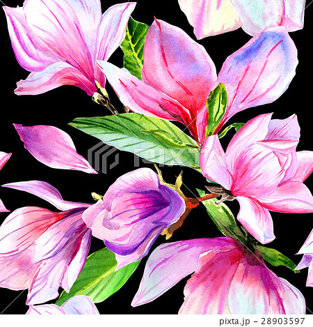 Wildflower magnolia flower pattern in a watercolor 28903597
