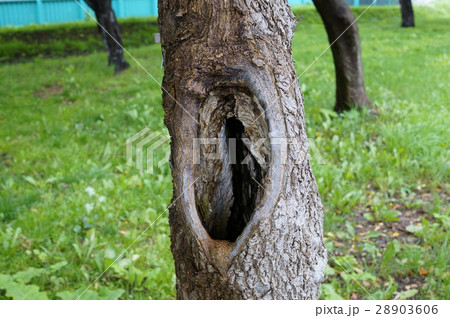 幹の空洞 28903606