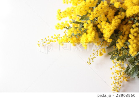ミモザ 28903960