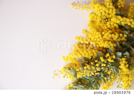 ミモザ ミモザ 28903976