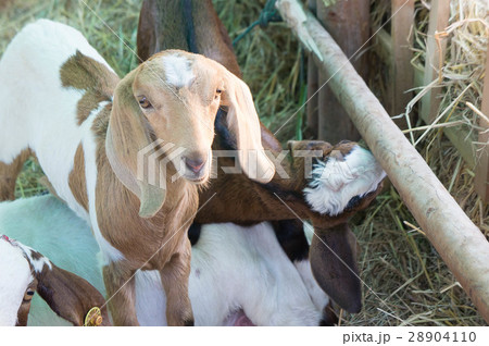 Sheep in a stable Sheep in a stable 28904110