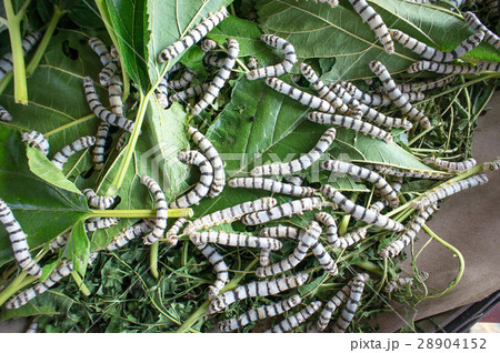 silk worm eating mulberry leaf worm larvae silk worm eating mulberry leaf worm larvae 28904152