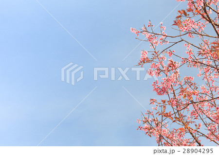 beauty cerasoides flower on blue sky 28904295