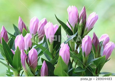 リンドウ ピンク花 緑背景の写真素材 44