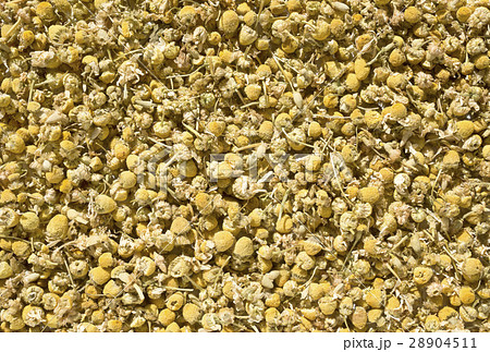 カモミール 28904511