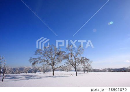 朝の雪原~幌滝山の冬景色 朝の雪原~幌滝山の冬景色 28905079