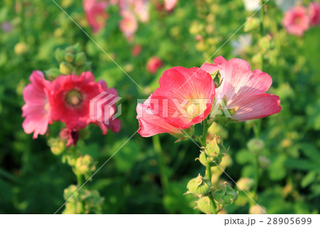 Pink Hollyhock Flowers 28905699