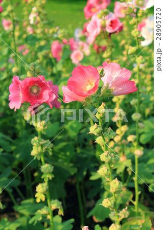 Pink Hollyhock Flowers 28905720