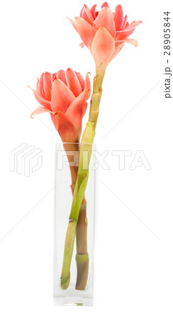 closeup pink torch ginger flower etlingera elatior 28905844