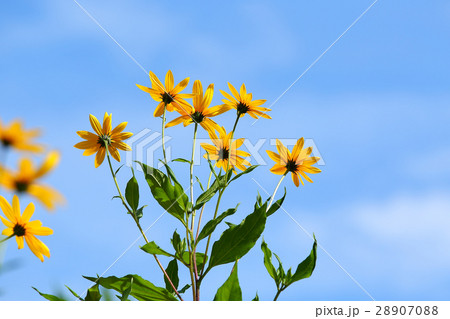 秋空に咲くキクイモの花の写真素材 70