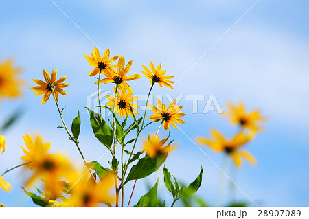 秋空に咲くキクイモの花 秋空に咲くキクイモの花 28907089