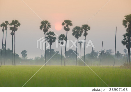 sunrise above rice field and sugarpalm plantation sunrise above rice field and sugarpalm plantation 28907168