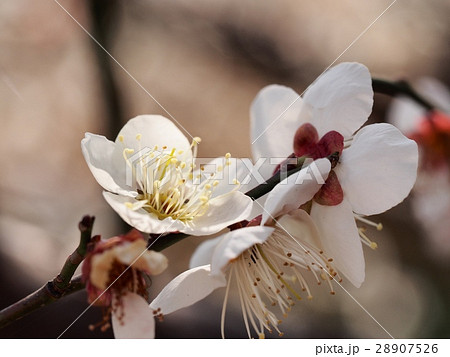 ウメの花　早春　花びら 28907526