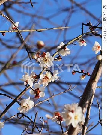 ウメの花　早春　花 28907529