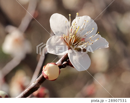 ウメの花　早春　花びら 28907531