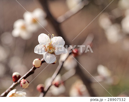 ウメの花　早春　花 28907532