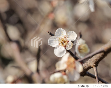 ウメの花　早春　花 28907560
