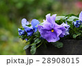 パンジー 28908015