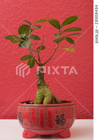 closeup of ficus retusa bonsai in red chinese pot 28908494