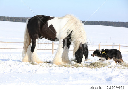 Nice border collie playing with a horse 28909461