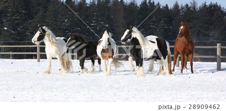 Group of horses running in winter Group of horses running in winter 28909462