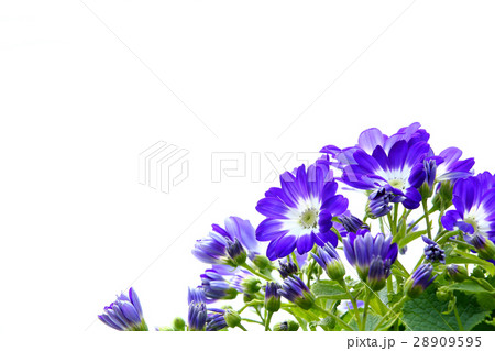 サイネリア サイネリア 28909595