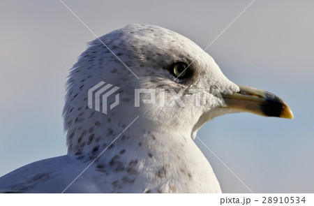 Beautiful isolated image with a cute gull 28910534