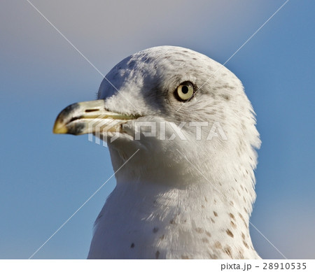 Amazing picture of a cute beautiful gull and a sky 28910535