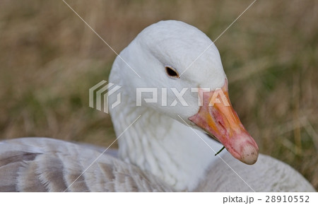 Beautiful background with a snow goose on field 28910552