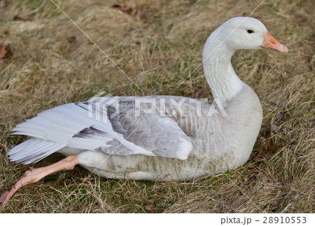 Beautiful photo with a strong confident snow goose Beautiful photo with a strong confident snow goose 28910553