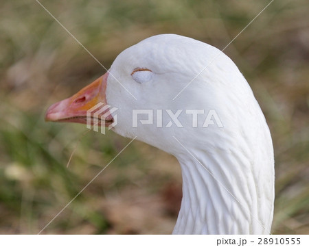 Funny picture with a sleepy snow goose Funny picture with a sleepy snow goose 28910555
