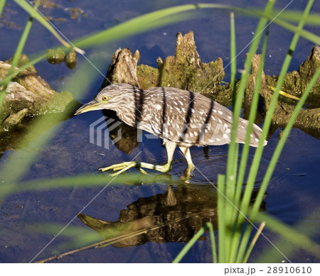 Image with funny black-crowned night heron 28910610